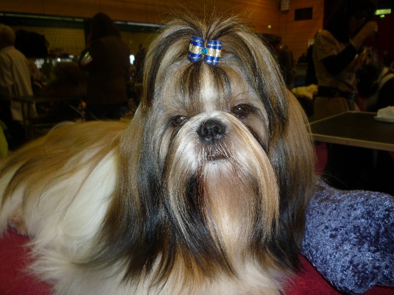 Holstein De Daïkyori Saÿ