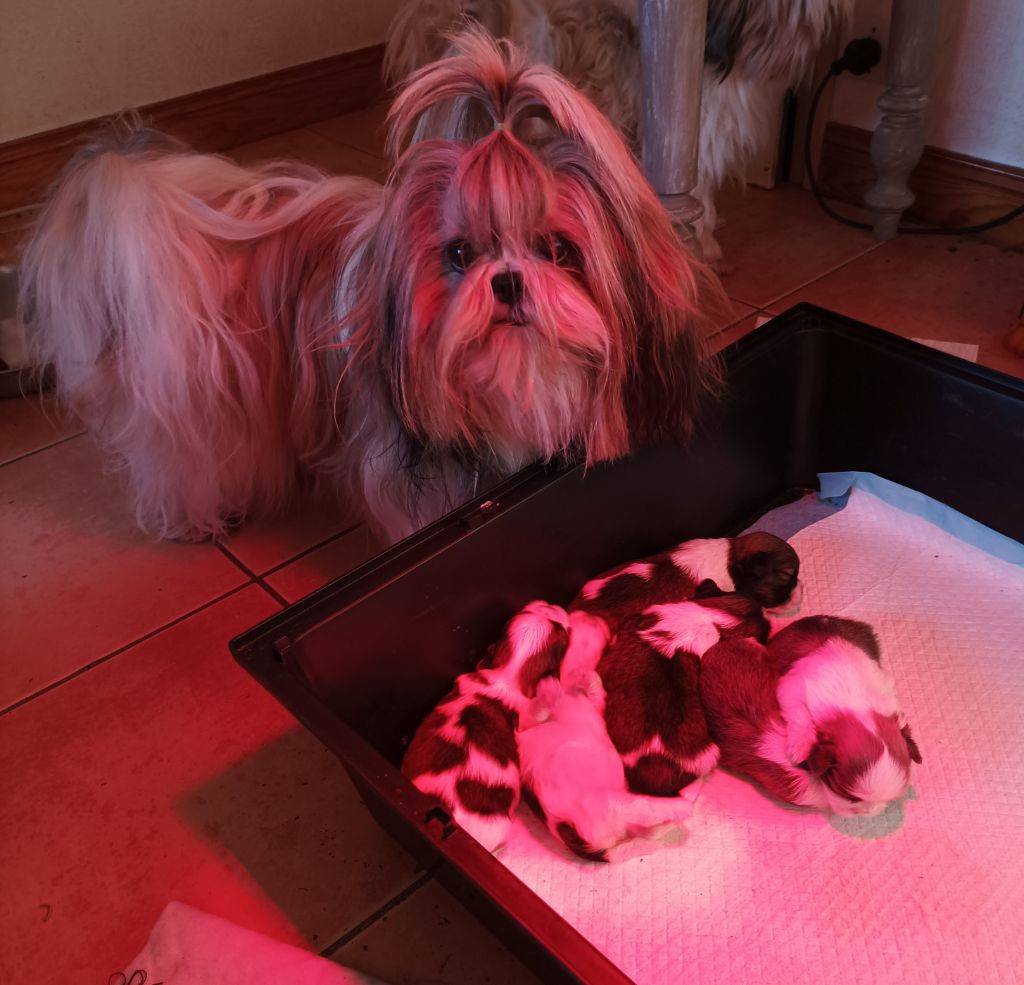 De Daïkyori Saÿ - De nouveaux bébés Shih Tzu !