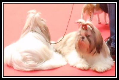 De Daïkyori Saÿ - CAC CACIB Bourges 2013