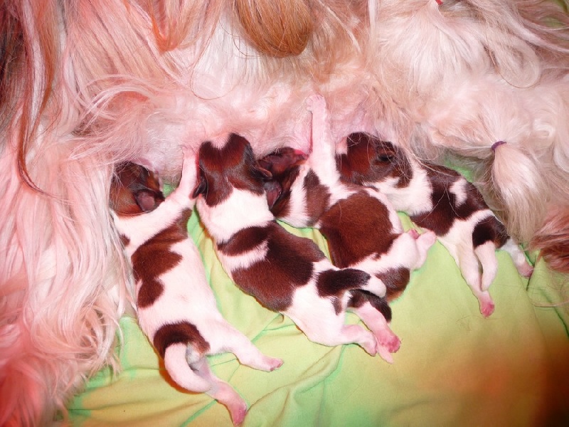 Mes chiots