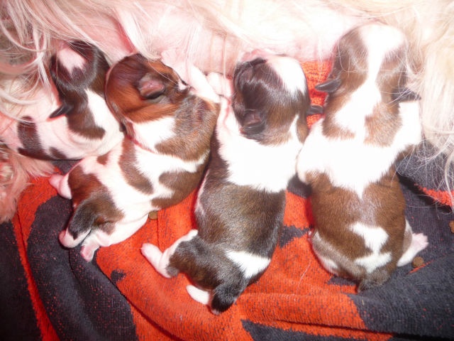 De Daïkyori Saÿ - Shih Tzu - Portée née le 15/04/2012