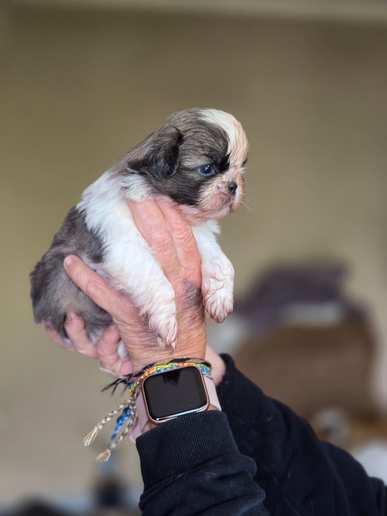 De Daïkyori Saÿ - Chiots disponibles - Shih Tzu