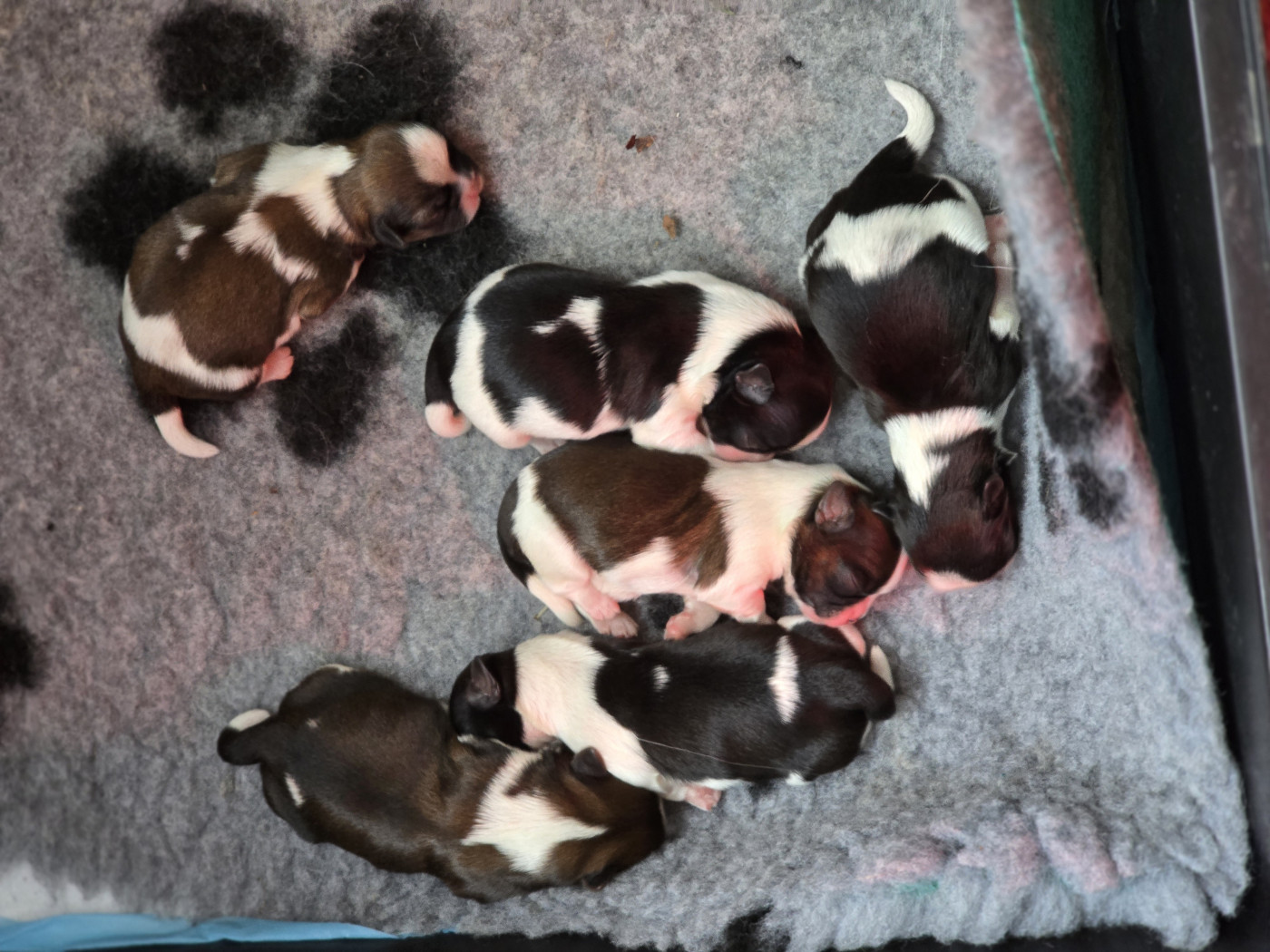 De Daïkyori Saÿ - Chiots disponibles - Shih Tzu