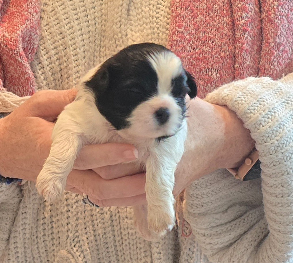 De Daïkyori Saÿ - Chiots disponibles - Shih Tzu
