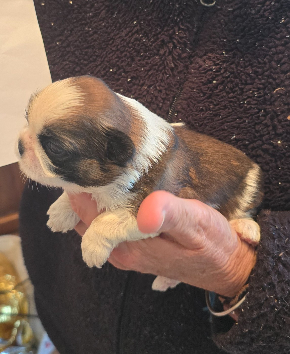 De Daïkyori Saÿ - Chiots disponibles - Shih Tzu