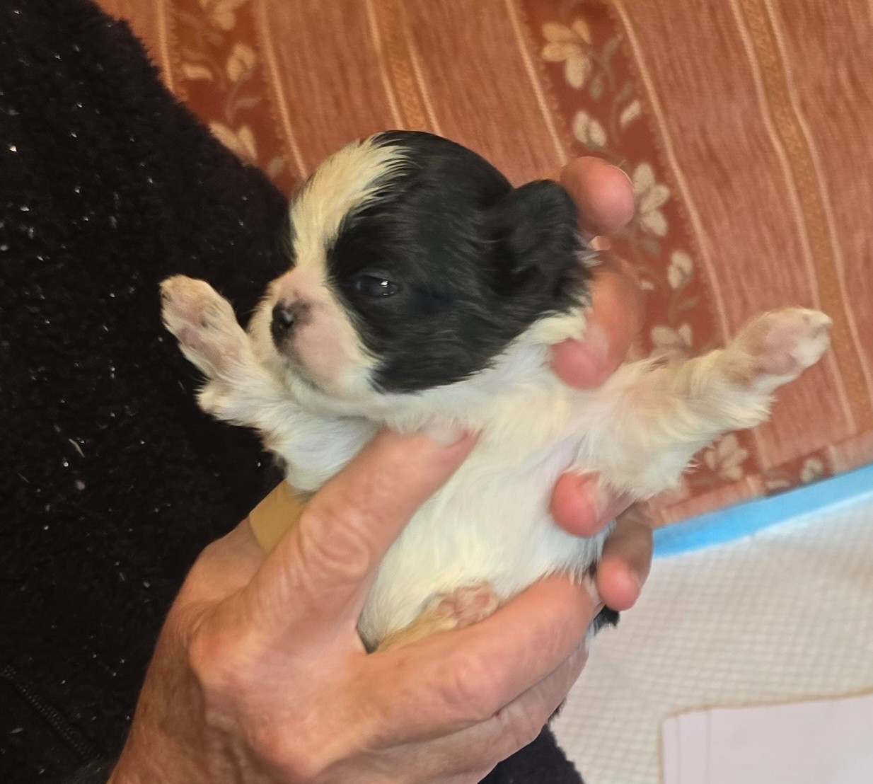 De Daïkyori Saÿ - Chiots disponibles - Shih Tzu