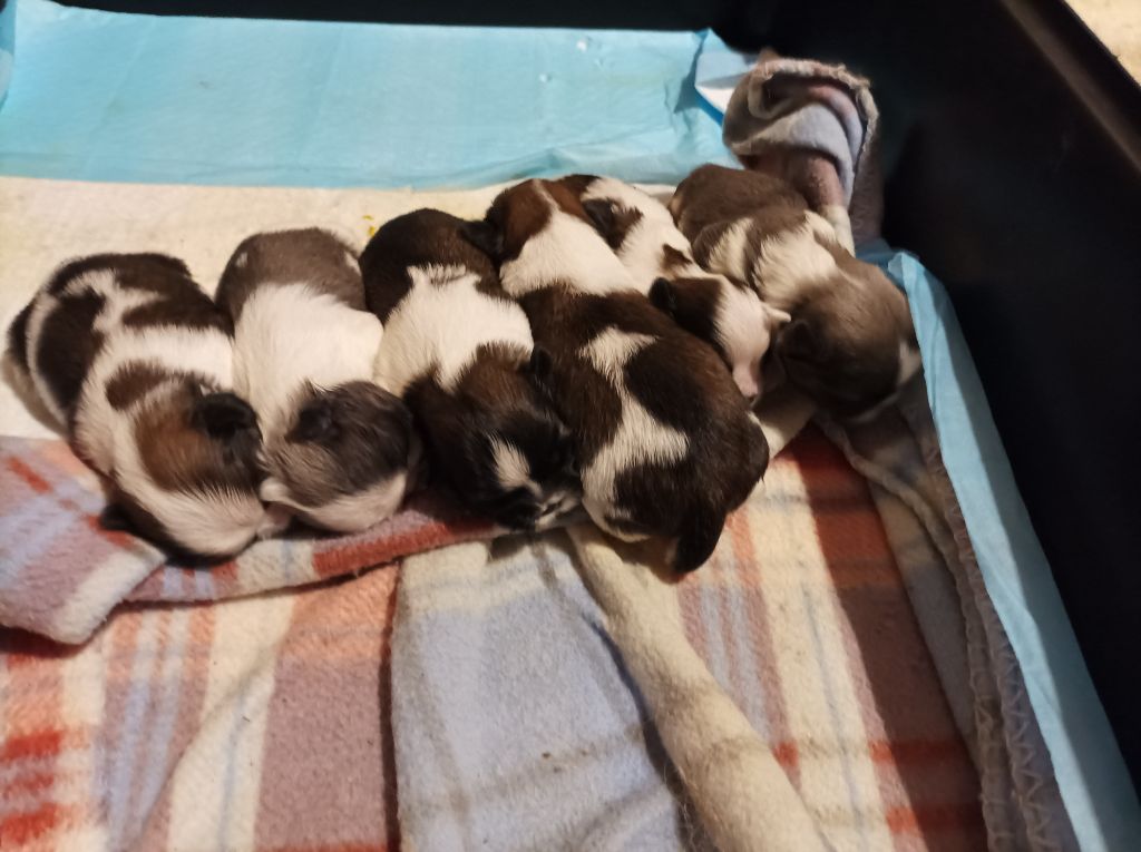 De Daïkyori Saÿ - Shih Tzu - Portée née le 03/12/2021