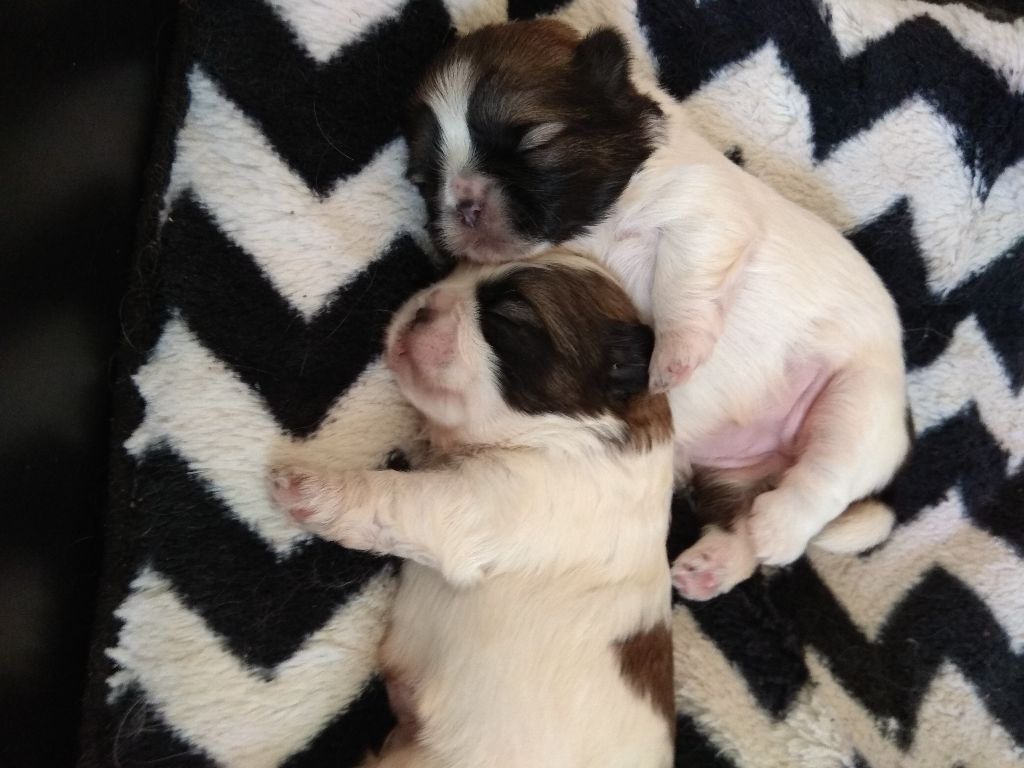 De Daïkyori Saÿ - Shih Tzu - Portée née le 19/10/2018