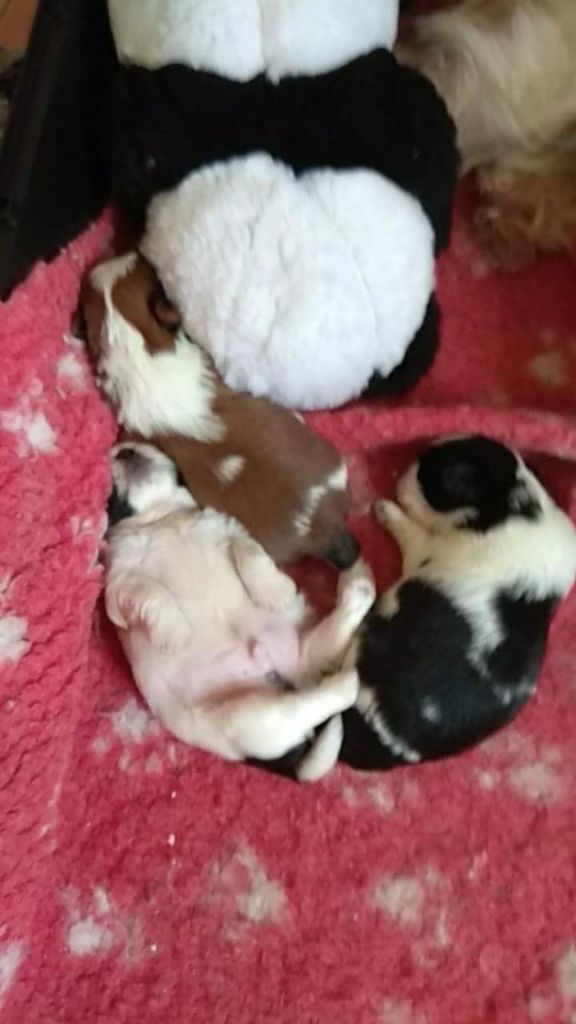 De Daïkyori Saÿ - Shih Tzu - Portée née le 27/04/2018